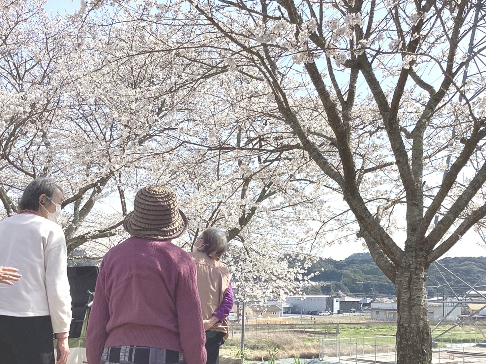 お花見ドライブ